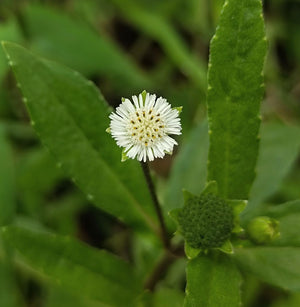 Kayunyam