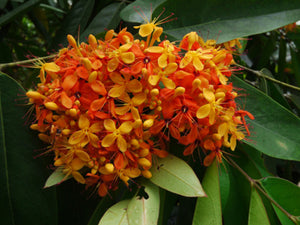 Asokam