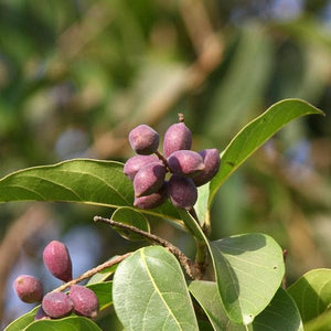 Kaduka