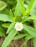 Kayunyum