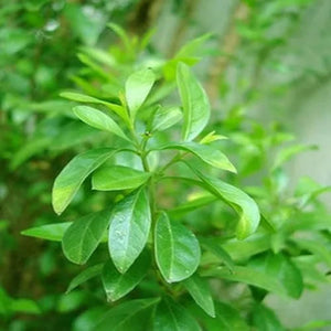 Mylanchi